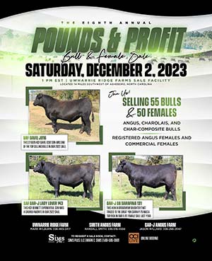 Pounds & Profit Bull & Female Sale ad