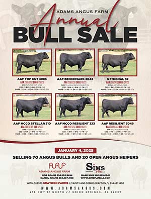 Adams Angus Farm Bull Sale ad